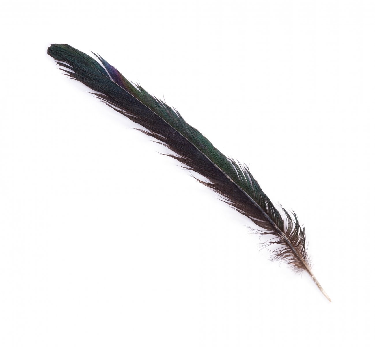 Iridescent black feather